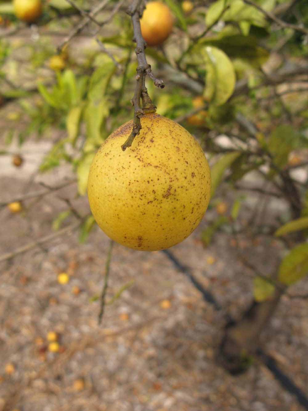              Fruit (Winter Haven, FL)       